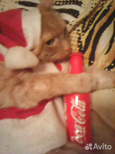 Coca cola Сочи 2014