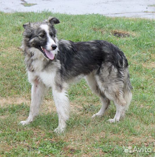 Собака отдам