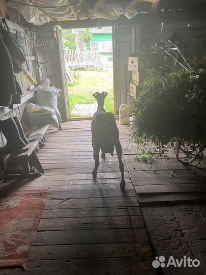 Коза Ламанча