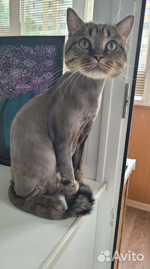 Стрижка (груминг кошек) на дому и с выездом