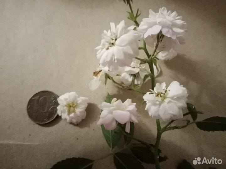 Плетущаяся роза, роза плетучка