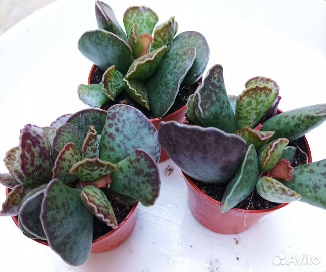 Адромискусы, суккуленты, анакампсерос