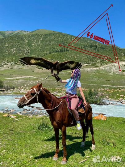 Гражданство Киргизии (за 4-6 мес)