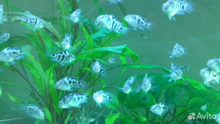 Сапфировый попугай