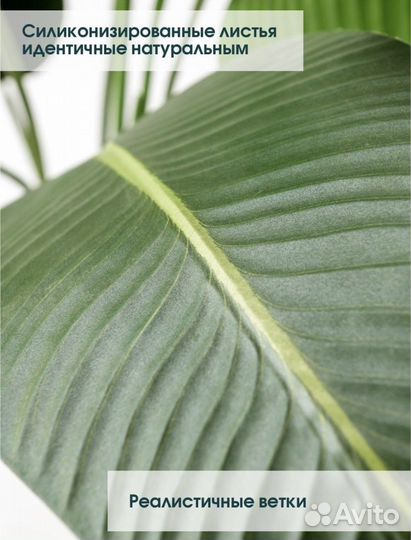 Стрелиция Банановая Пальма Дерево в кашпо 140 см