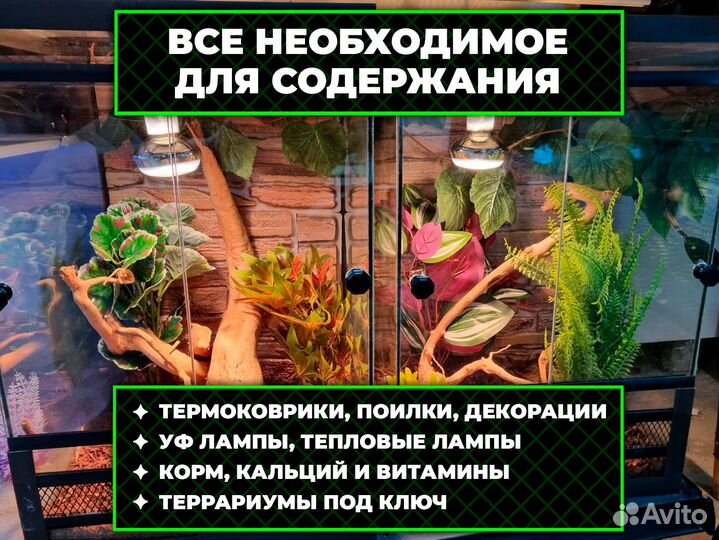 Синеязыкий сцинк