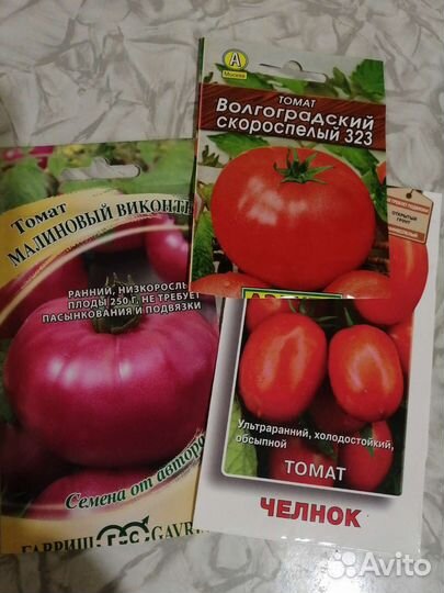 Рассада низкорослых томатов