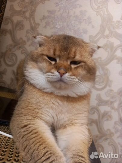 Кот на вязку