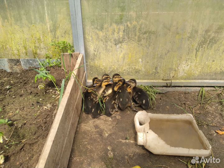 Утята, цыплята, индюшата