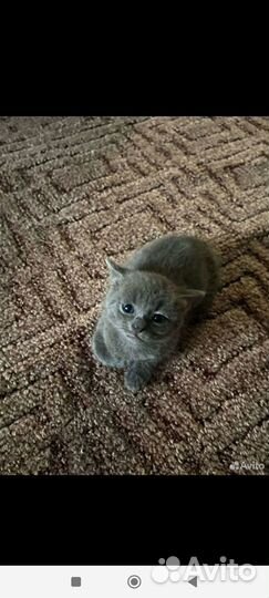 Котята британцы бесплатно
