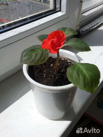 Бальзамин махровый