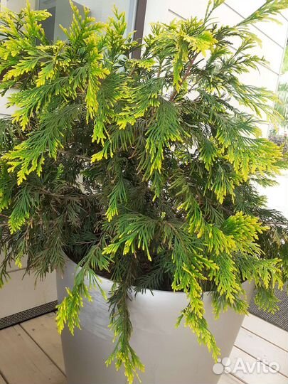 Туя смарагд