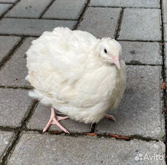 Техасский перепел