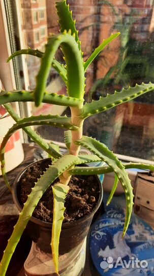 Алоэ столетник