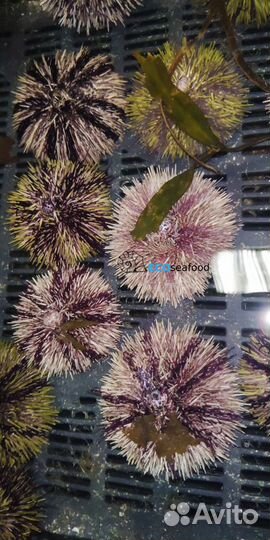 Морские ежи