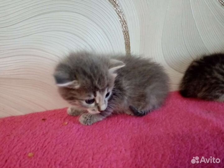 Сибирские котята