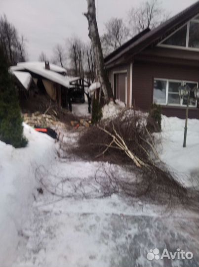 Спилить дерево спил деревьев Туношна
