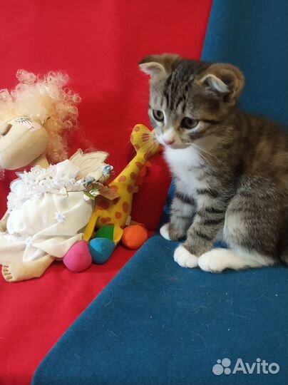 Вислоухая кошечка Пятница ищет своего Робинзона