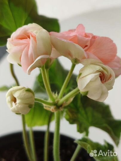 Пеларгония сортовая