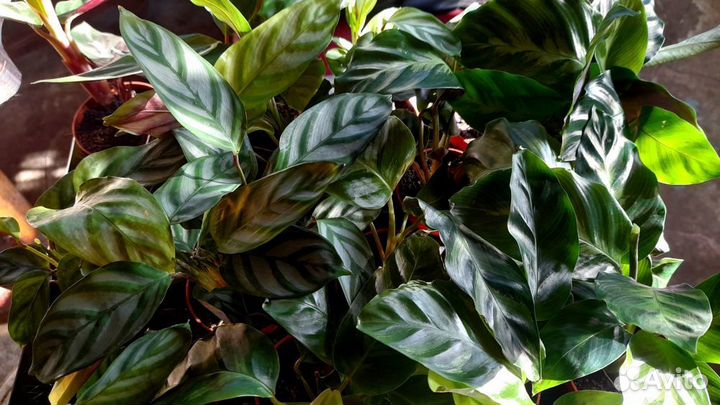 Аглаонема, Калатея, Фикус, Строманта и прочие