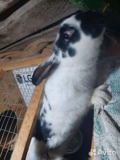 Кролики мясных пород