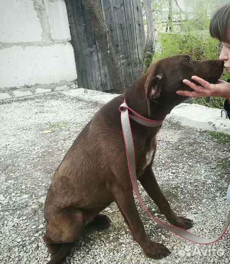 Молли и Луна ищут дом