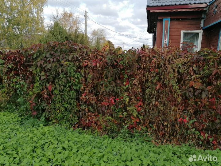 Декоративный виноград