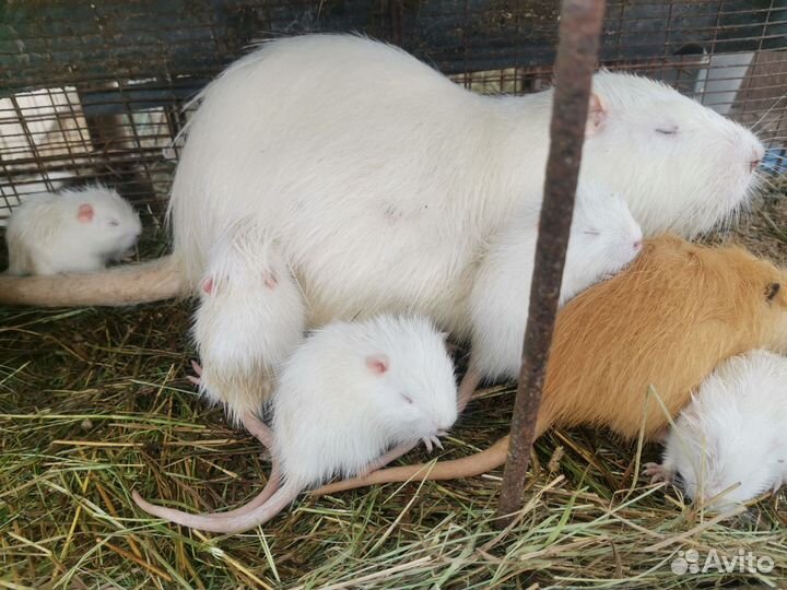 Щенки нутрии