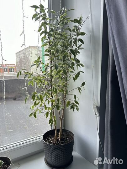 Фикус бенджамина