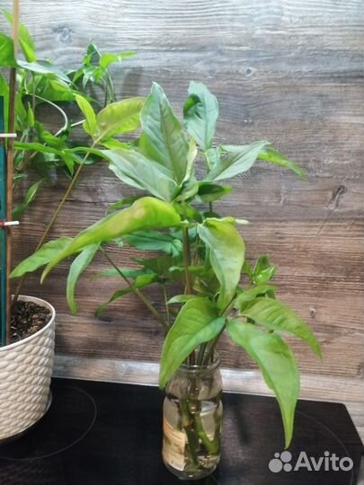 Сингониум отросток