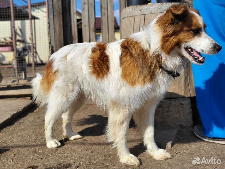 Роскошный Коди