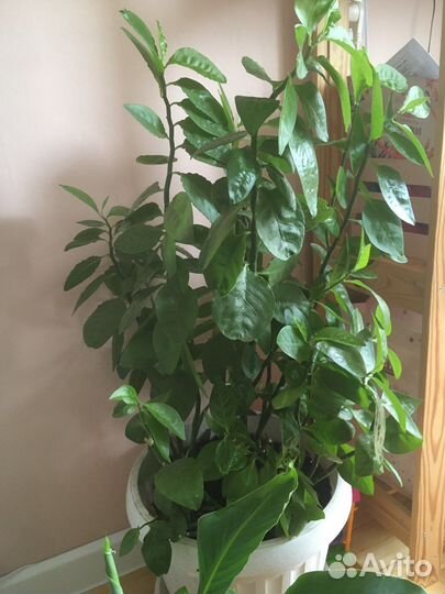 Банан, растения