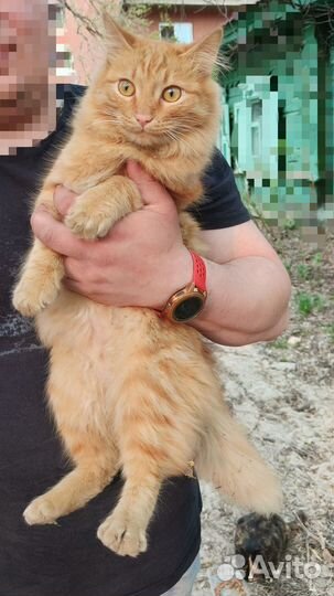 Котик ищет дом