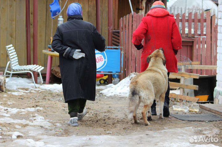 Собака в добрые руки
