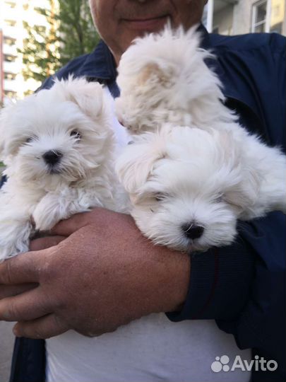 Собака маленькая порода. Мальтийская болонка