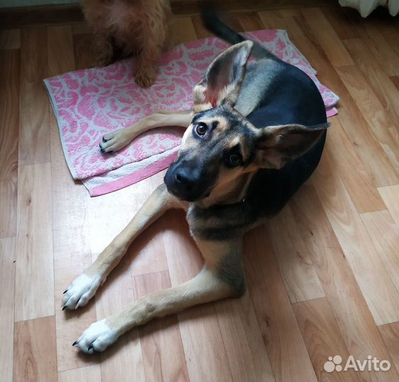 Отдам в добрые руки
