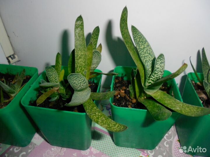 Хавортия микс