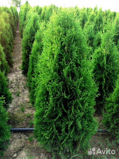 Туя Западная