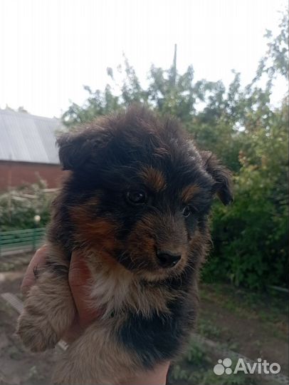 Отдам щенков