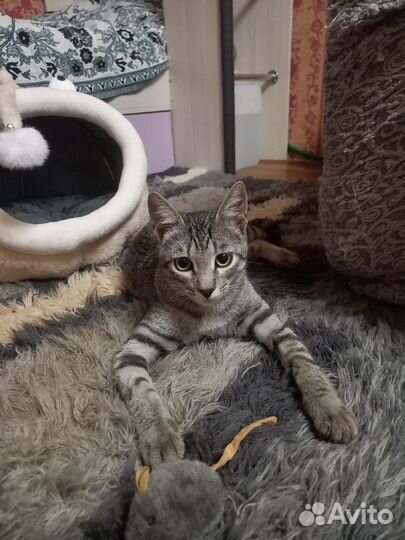Котенок