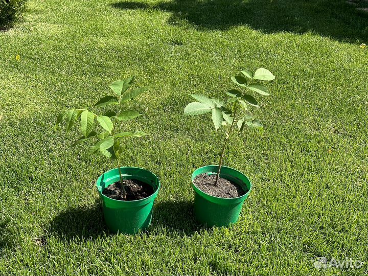 Маньчжурский орех