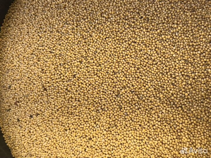 Горчица белая, семена Сидераты Медоносы