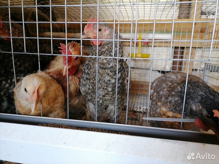 Молодые петухи