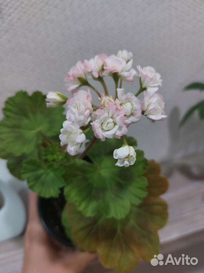 Пеларгония април сноу