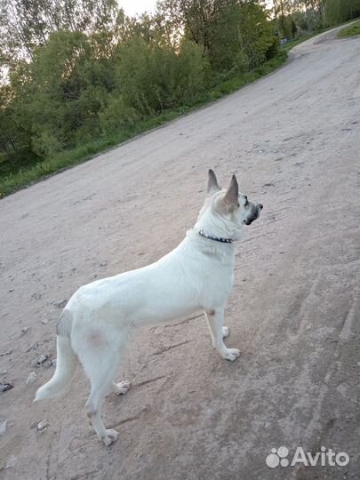 Потерялась собака