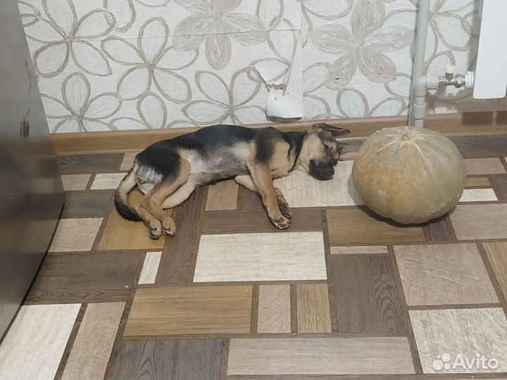 Отдам в добрые руки маленькую собачку