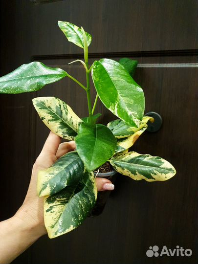 Фикус Рубекиноза