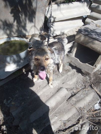 Отдам брошенных собачек -2 штуки (кабели)