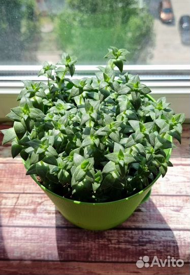 Комнатные растения Крассула перфората