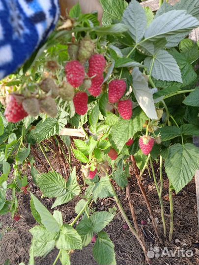 Саженцы малины крупноплодной, смородины